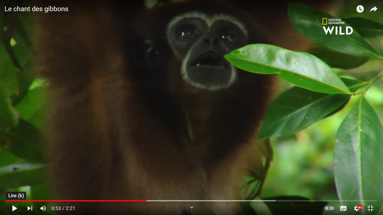 gibbons